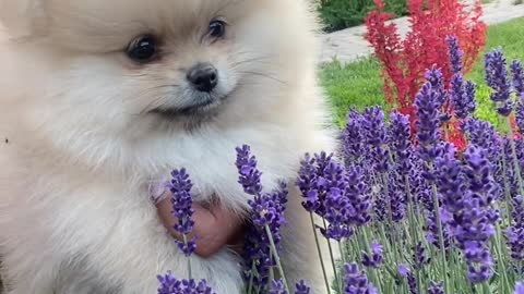 person-carrying-a-puppy