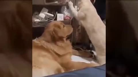 KUCING LUCU dan ANJING LUCU Video kucing lucu imut bikin ketawa ngakak Kucing Paling Imut_1