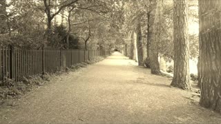 Park Life Scene's