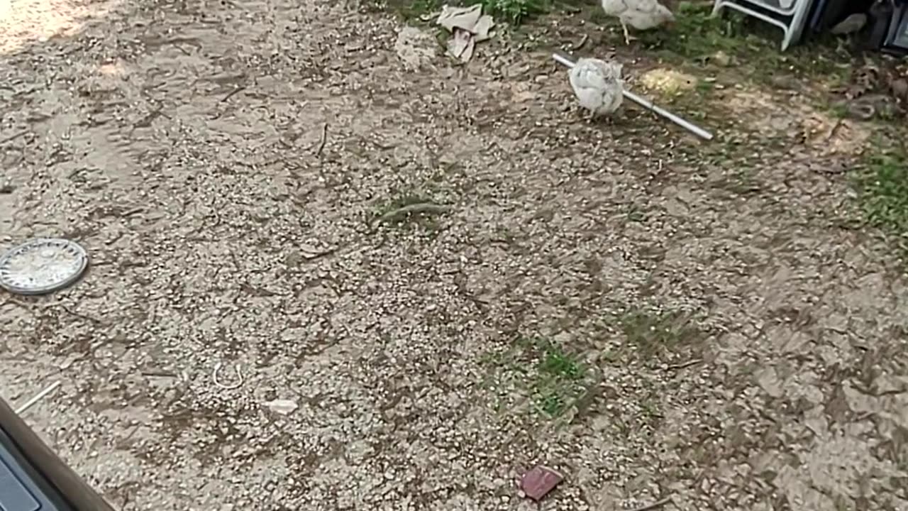 Paula stuff Farm edition 1