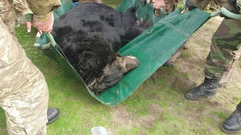 Ukraine Animial Rescue Bears