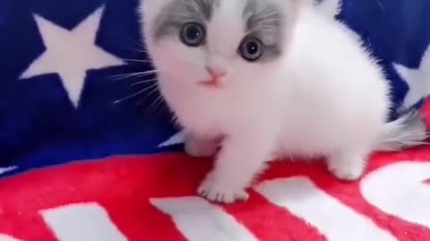 Cute cats video 😻