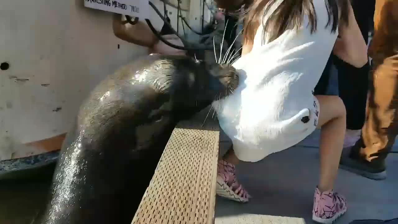 Sea lion drags girl into Steveston water | Omg