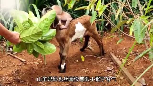 goat back monkey