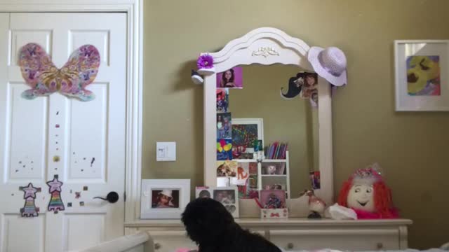 Parents surprise their 11- year old daughter with Shih Thursday puppy