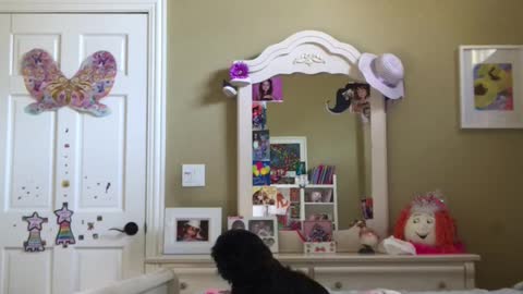 Parents surprise their 11- year old daughter with Shih Thursday puppy