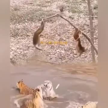 Look at the most powerful monkey ever