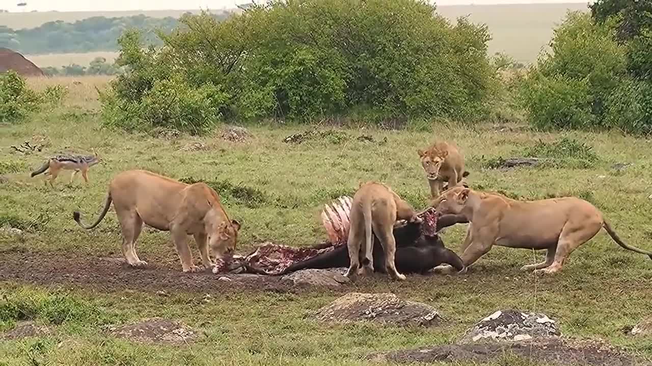 Not for weak hearts? Lions tear a hyena mercilessly