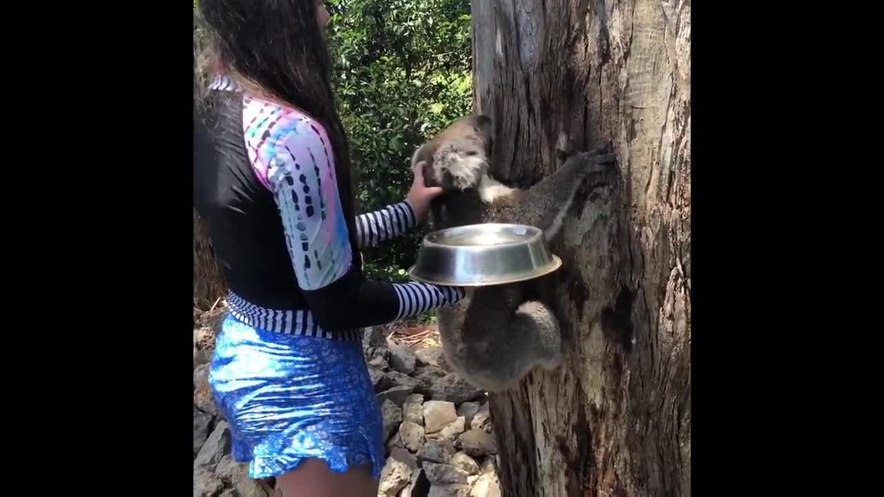 Mama Koala Visits for a Drink