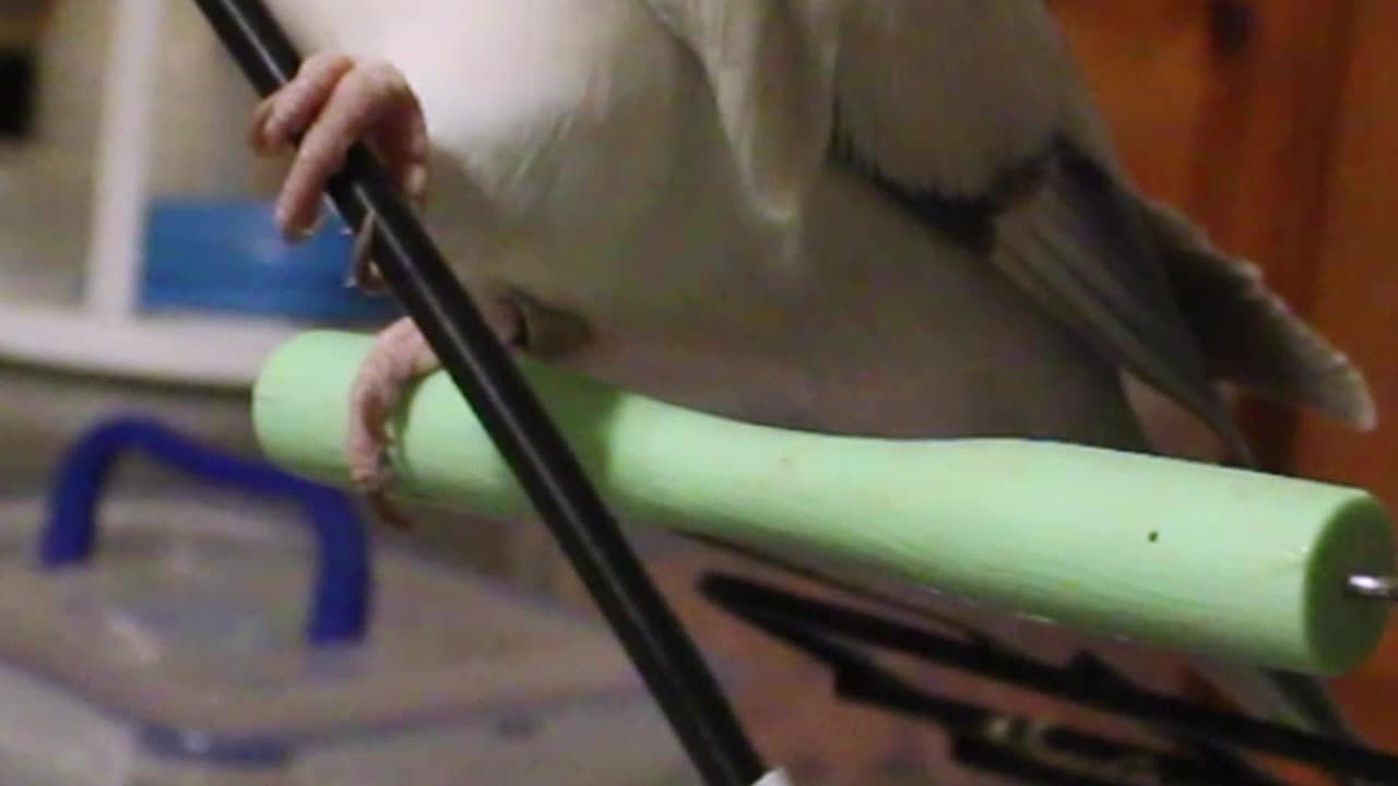Bird is Not Proud to be Canadian