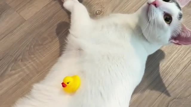 It seems to be pinned down by the little yellow duck