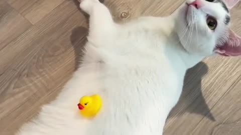 It seems to be pinned down by the little yellow duck