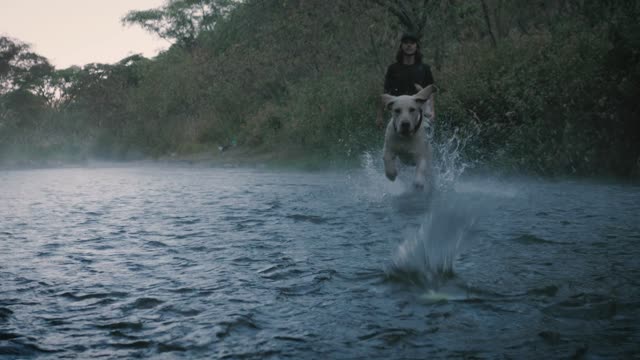 Dog and owner playing with a ball in a creek