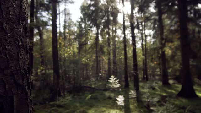 Short video of a dense forest