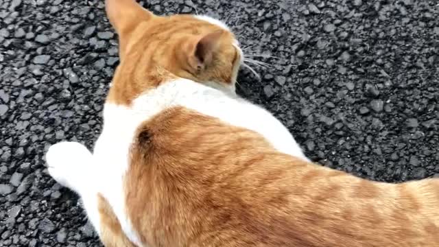 Cat Tetris with Body