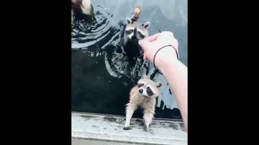 Friends who love swimming.