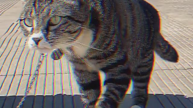 I'm a cat, look I'm cool