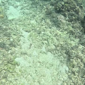 Discovering Blue Treasures: A Snorkeling Adventure with Blue Starfish