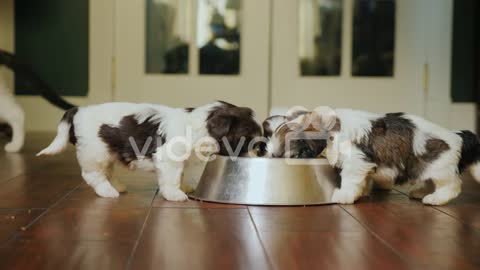 Baby dogs eating breakfast