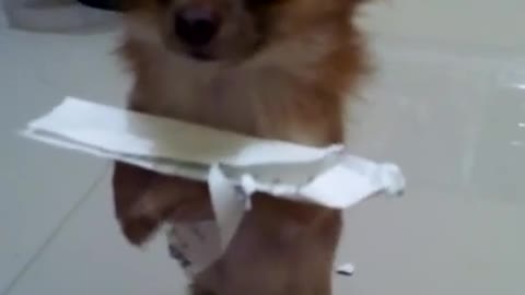 My dog ​​must not drop the paper