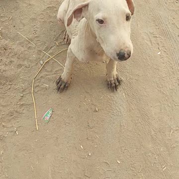 My dogs 🤣🐕#shorts video🧚🧚🧚🧚