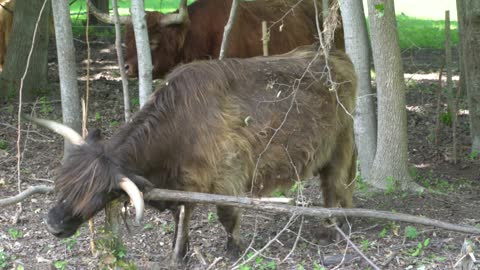 SUTHERLAND COWS