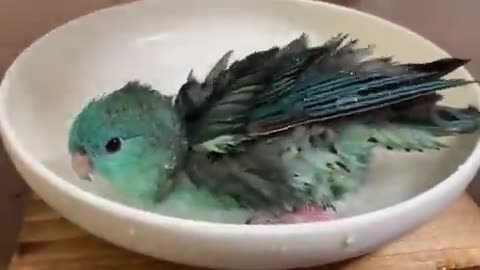 The FUNNIEST Parrots 🤣