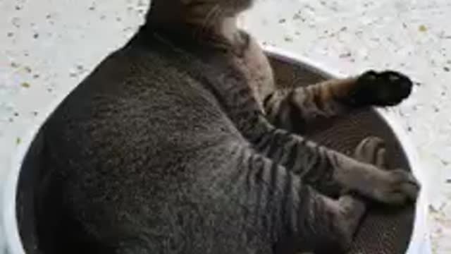 Good cat