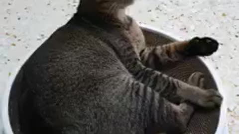 Good cat
