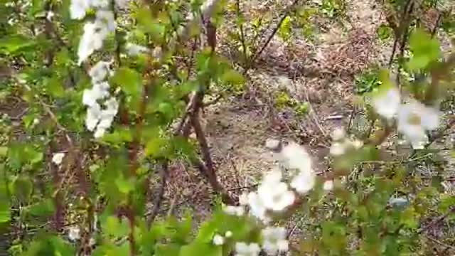 Bridal wreath spiraea sway in the wind