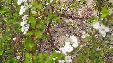 Bridal wreath spiraea sway in the wind