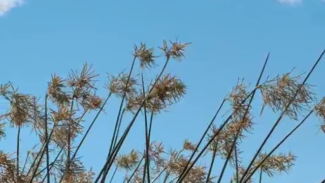 Weeds waving in the breeze