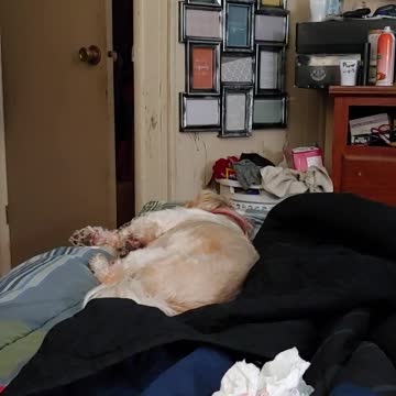 Sweet Dreams of a Buddy