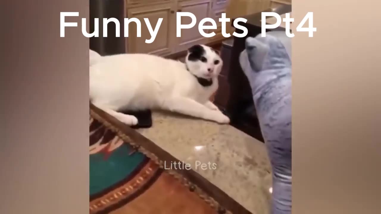 Funny Pets Video Pt4 #Funny#Pets#Video