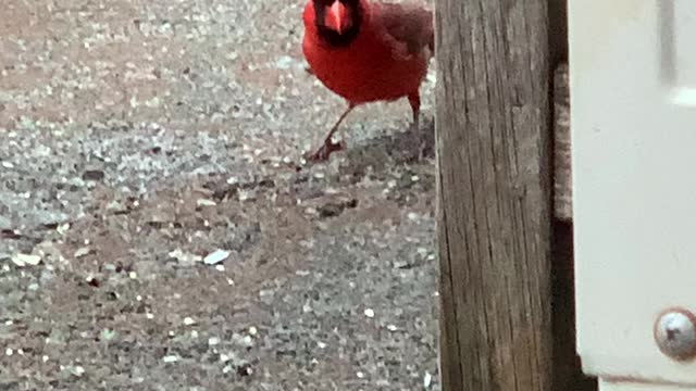 Northern and Crested Cardinals at Evening Dinner