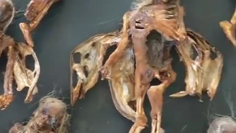 Are Those Dead Fairy Corpses???