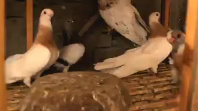 Beautiful pigeons breeding pigeons around the world around the world