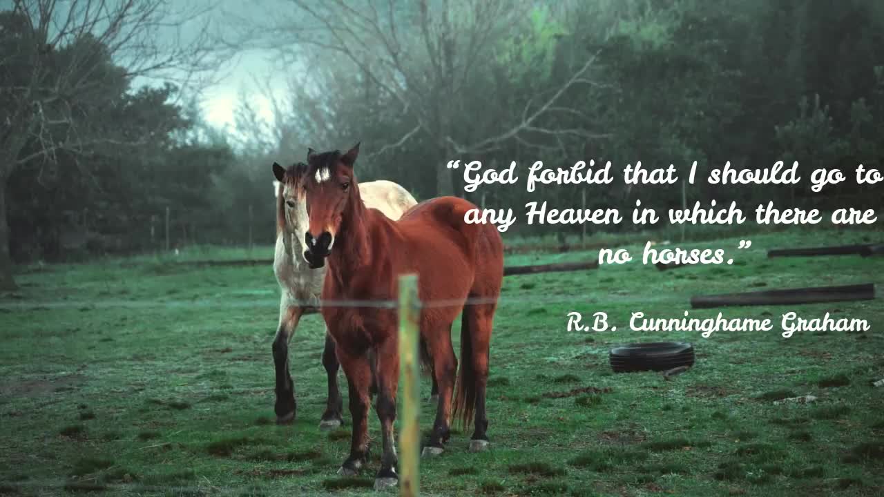 Beautiful Horse Quotes