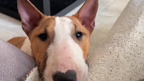 If a dog loves you, he will love you forever