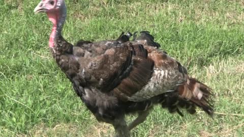 LUCKY-OL' TOM TURKEY