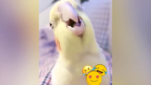 Smart And Funny Parrots Video