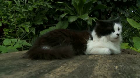 Cat On Rock Timelapse