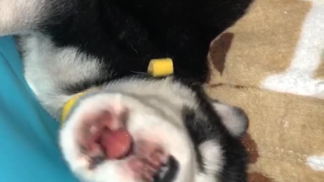 Newborn Husky Learning To Howl!