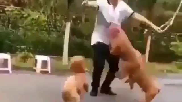 Man Skips Rope With Four Puppies
