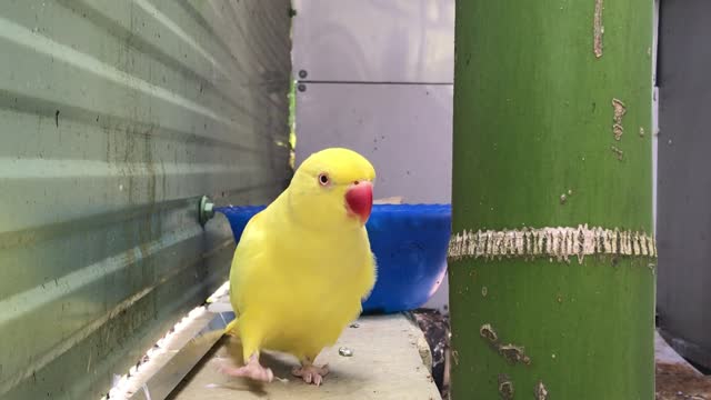 Beautiful Yellow Parrot 22