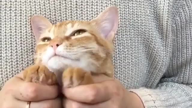 Lovely kitten, happy every day