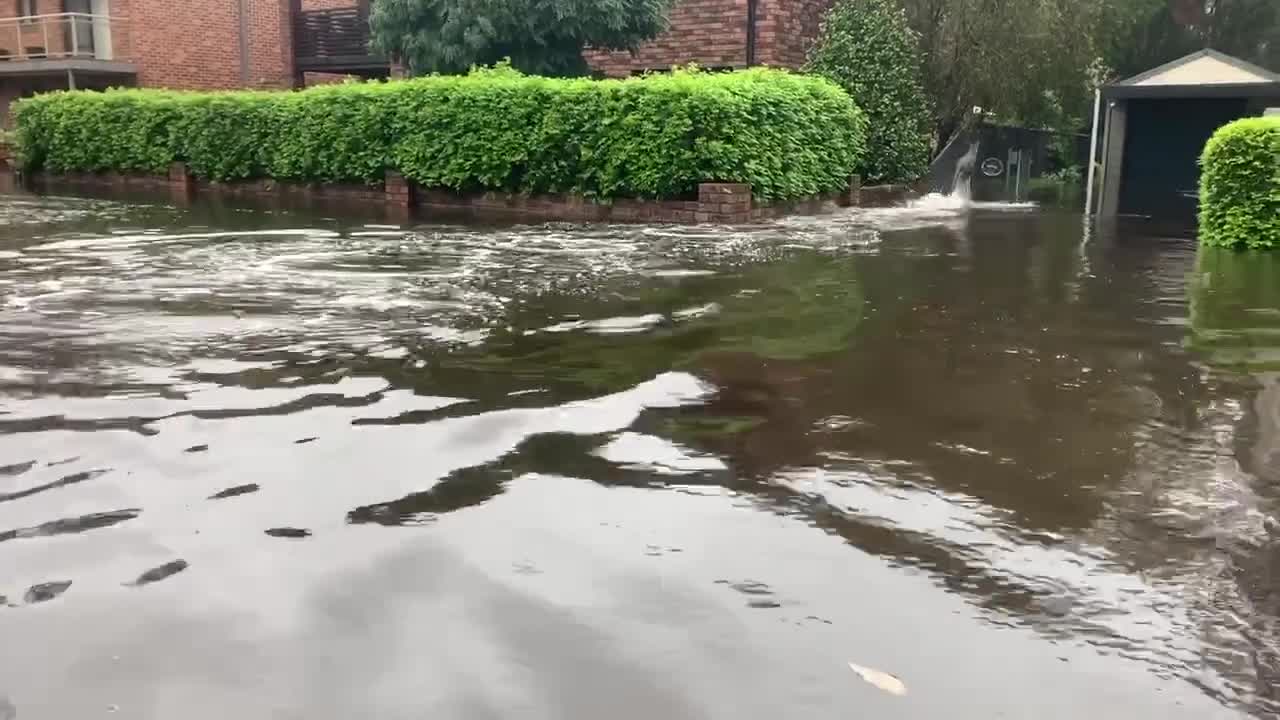 Kangaroos Spotted Struggling Through Flood Waters