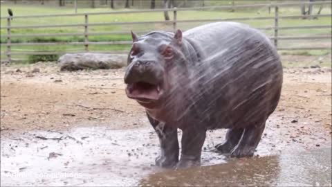 Baby Hippos Swimming