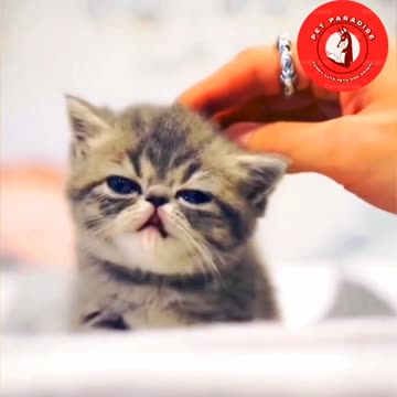 😻😹"Cute Kitten's Relaxing Moments"😹😻