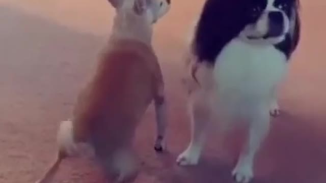 Best Funny Pet Videos Of The 2021